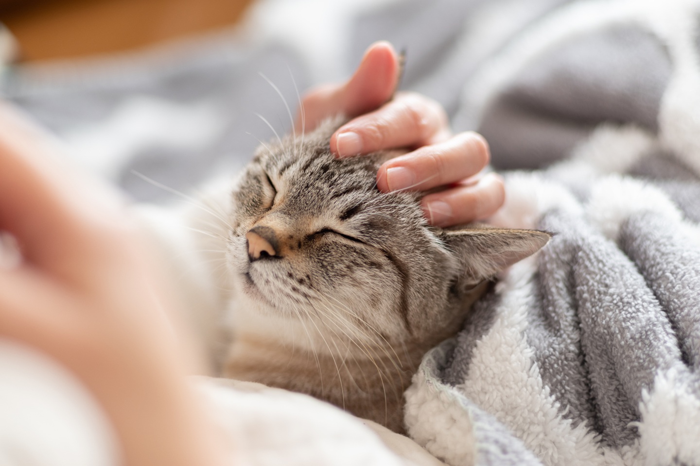 可愛い黒トラ猫